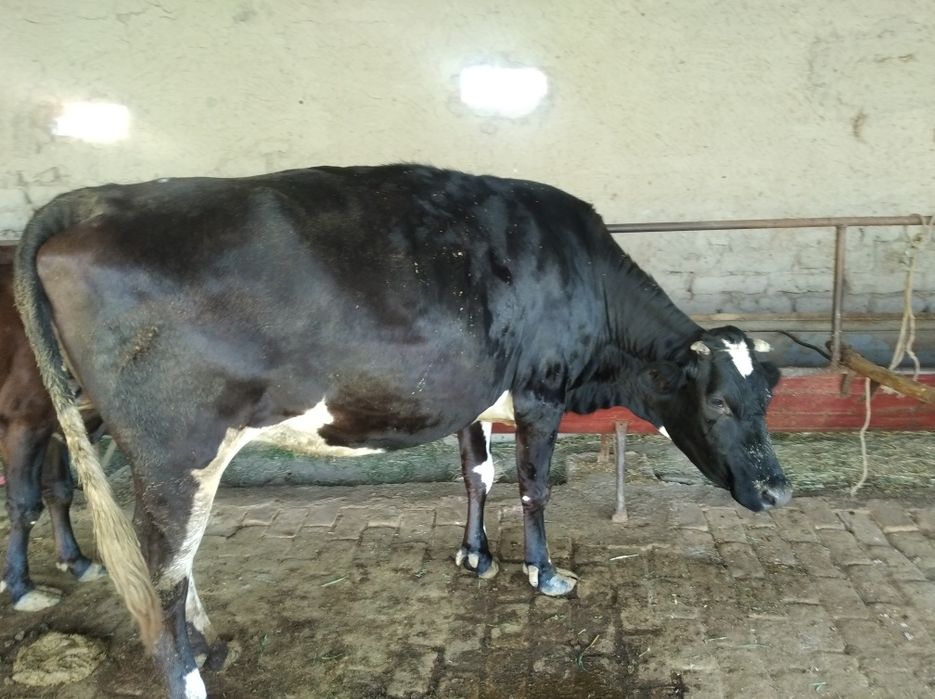 Buqa sotiladi  kelishilgan narxga