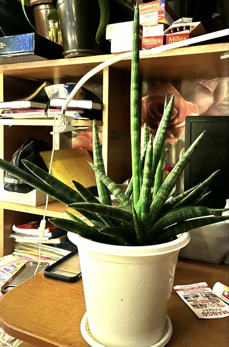 сансевиерия муншайн 5000