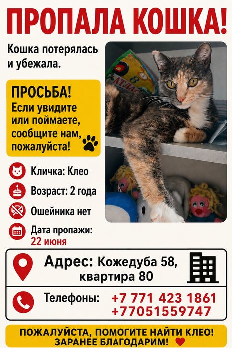 Пропала Кошка если найдёте сообщите!