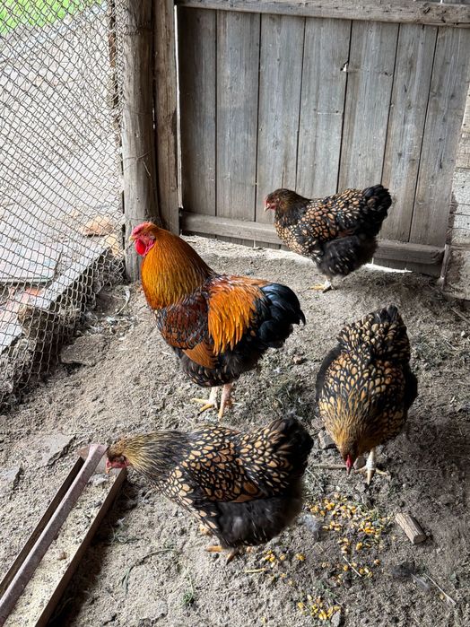 Яйца за люпене от виандот