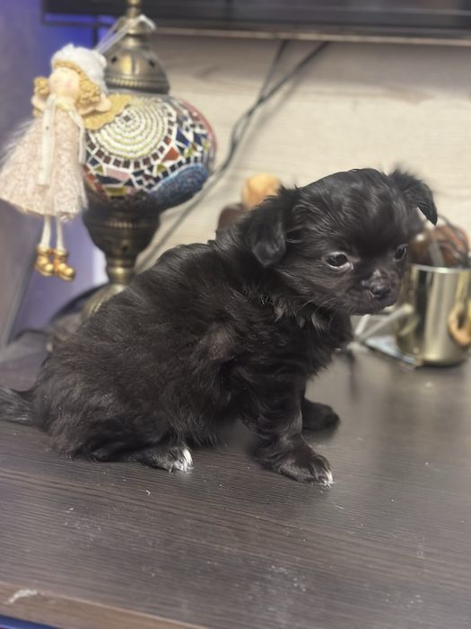 Женско куче чихуахуа на 2 месеца