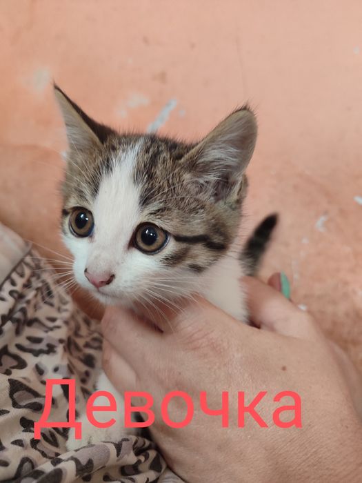 Отдам котят бесплатно