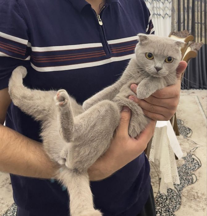 Mushuk Vislovuxi skotsh fold 1 yoshu 3 oylik