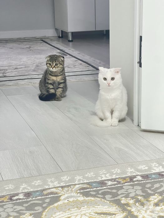 Марғау сатылады 3 айдан асты шотланка