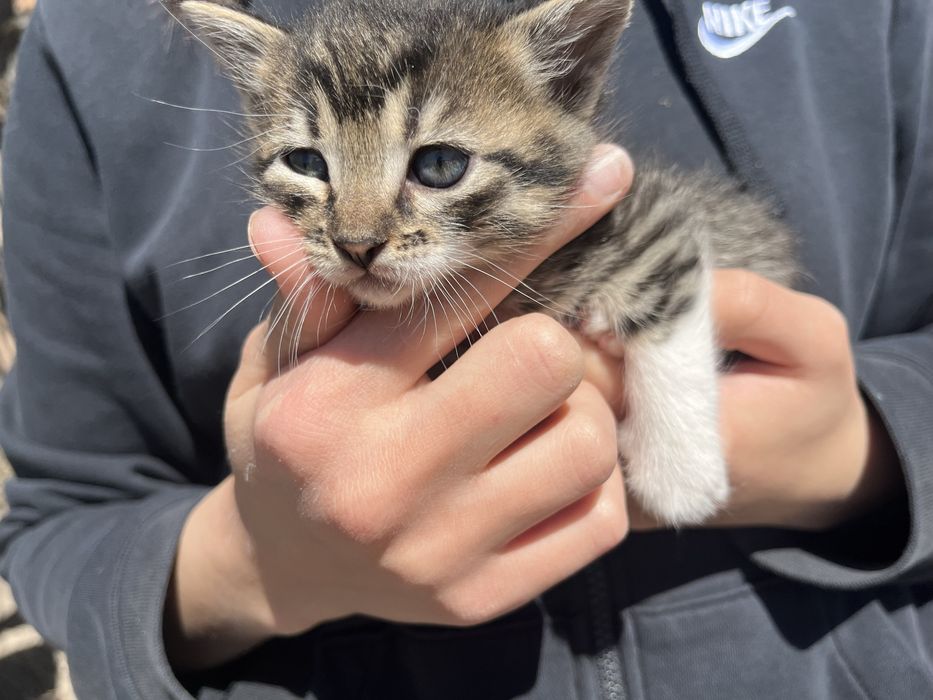 Подарявам котенца