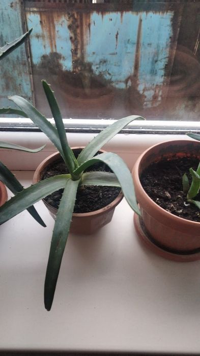 Алое вера для лечение