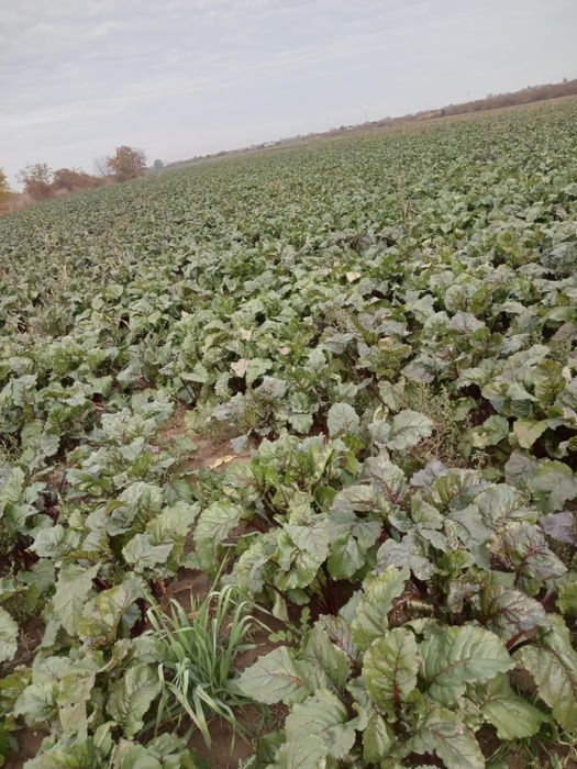 Sfecla rosie,calitate,cantitate