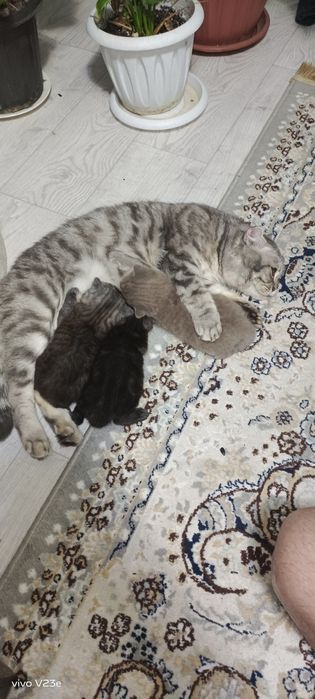 Продлиться котята бретанци