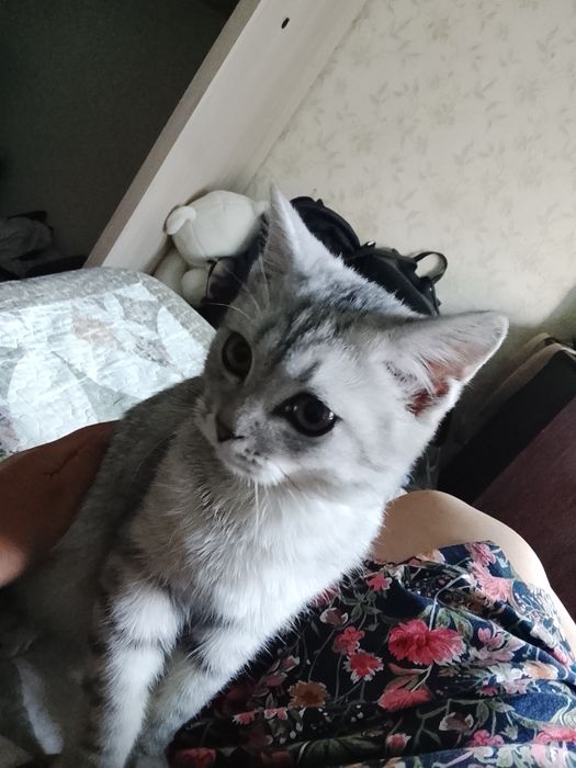 Продается кот умный породистый