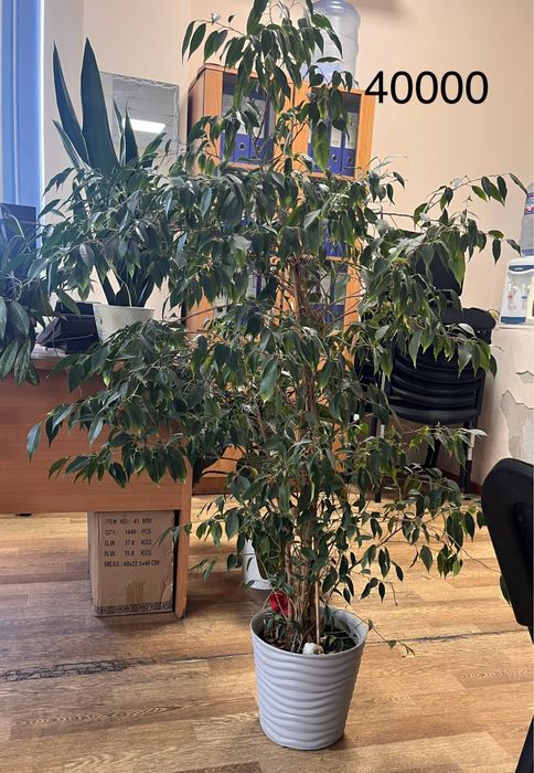 Фикус бенджамина