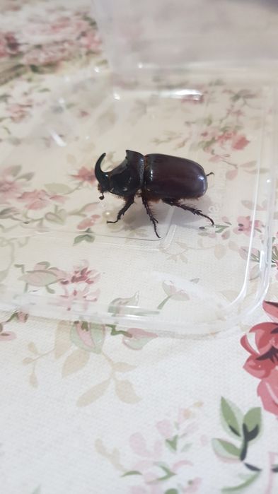 Жук  насарог  для  тирариума