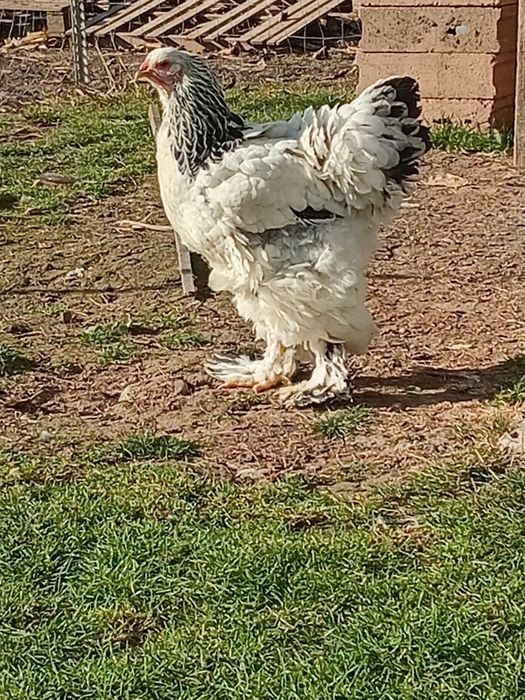 Vand ultimile exemplare din rasa Brahma potarnichiu și brahma Hd