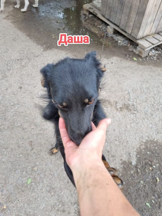 Дарю в добрые и ответственные руки