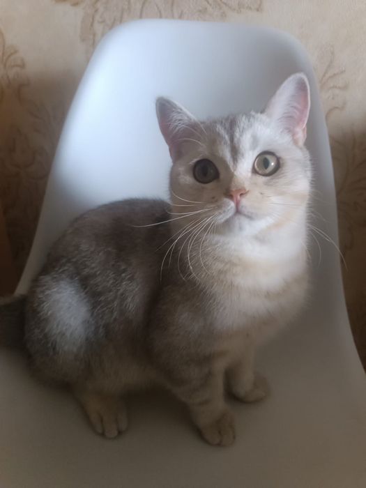 Продам кота