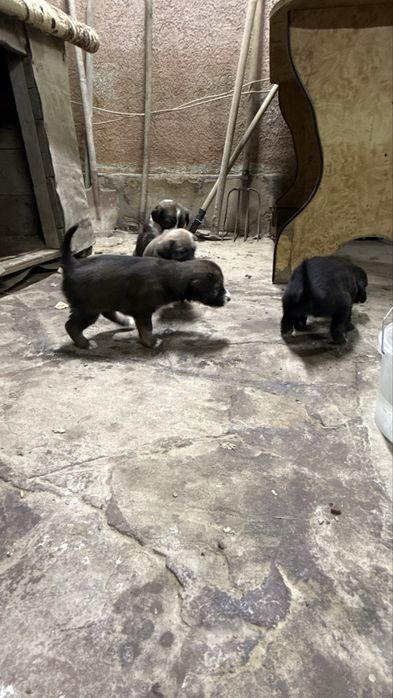 1 айлық күшіктер…