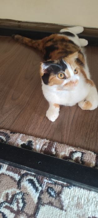 Toza uy Mushugi Sotiladi
Zoti: schotish fold high