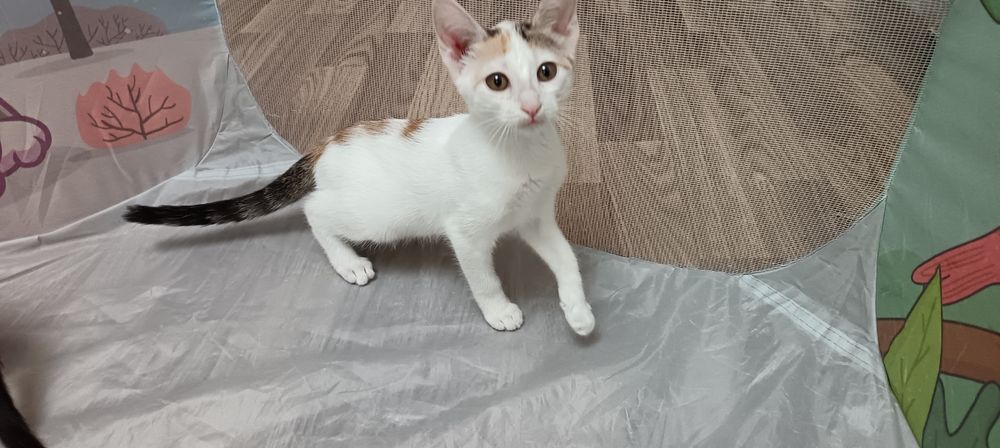 котенок (девочка)