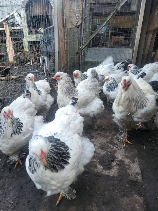 Pui si oua din  rasa Brahma HD,albastru,potarnichiu si Plymouth rock b