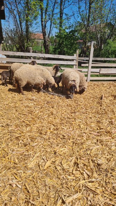 Oi tigaie sârbeasca