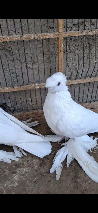 Голобиии духчубии
