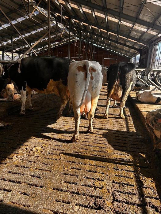 Vaci de lapte garantate