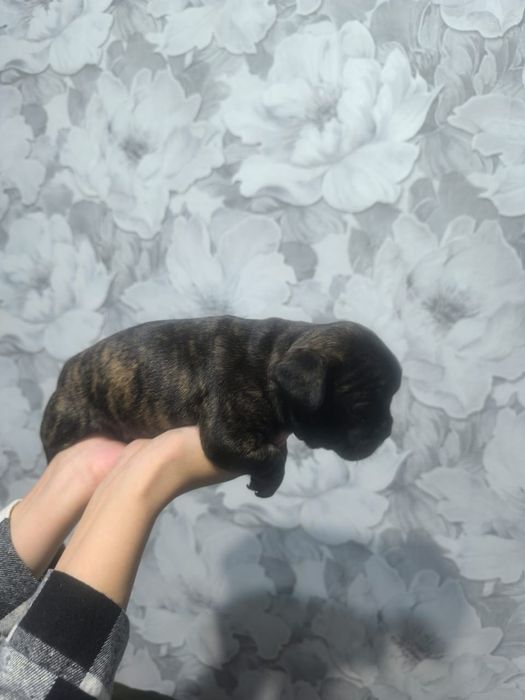 Продам щенков французкого бульдога