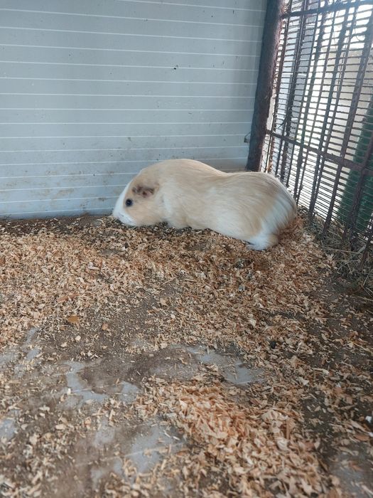 Porcusori de guinea