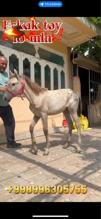 Qirgiz toy ot lar sotiladi