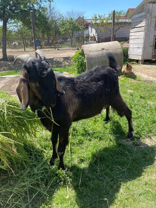Vând familie anglo nubian
