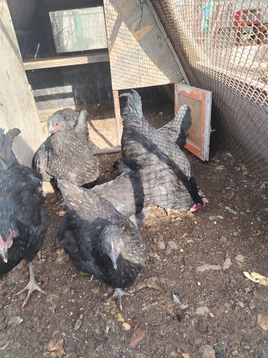 Продам домашные куры