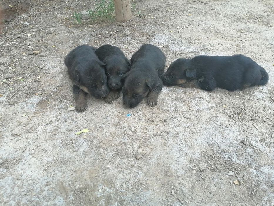 Кушик сатылады немецкая