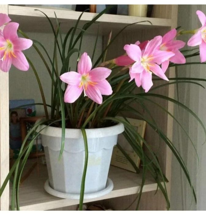 Зефирантес белый