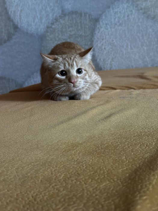 отдам кота в добрые руки