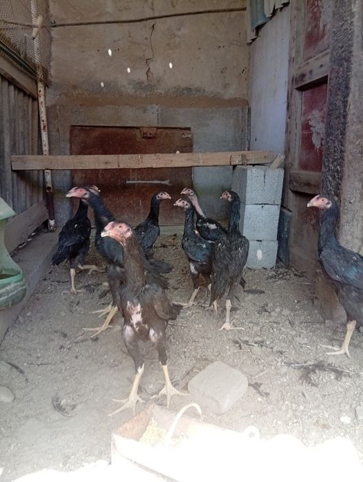 Продаются Шамо привозные