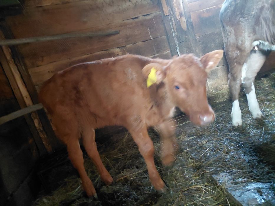 Продам тёлочку 2 месяцев