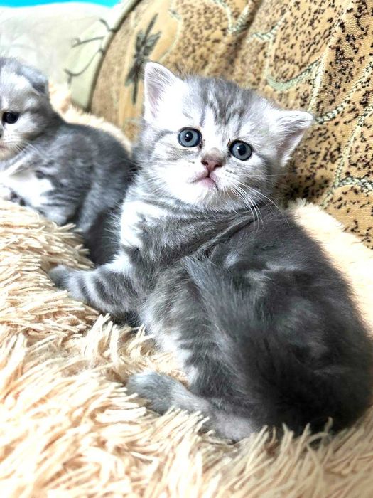 Котята Шотландские  !