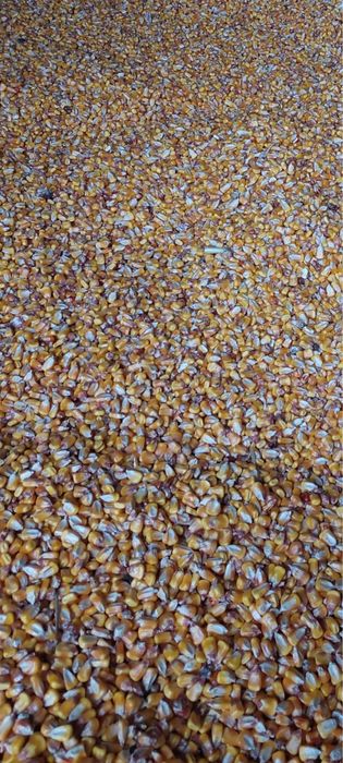 Porumb….recolta…2025