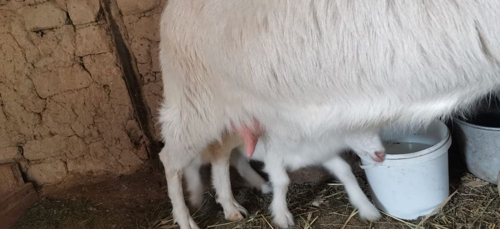 Продам Козу и двух козочек