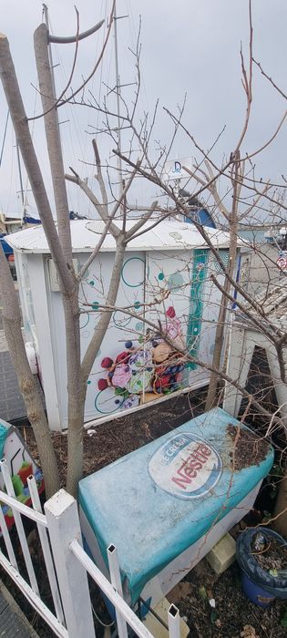 Павилион за Сладолед