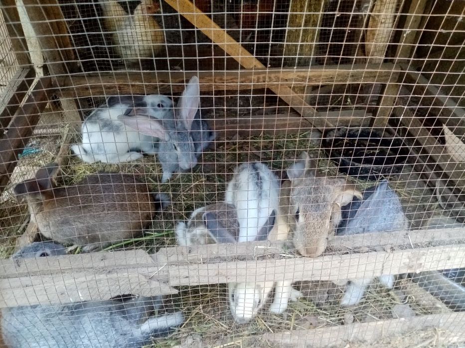 Qoyon bolalari sotiladi 5 oylik