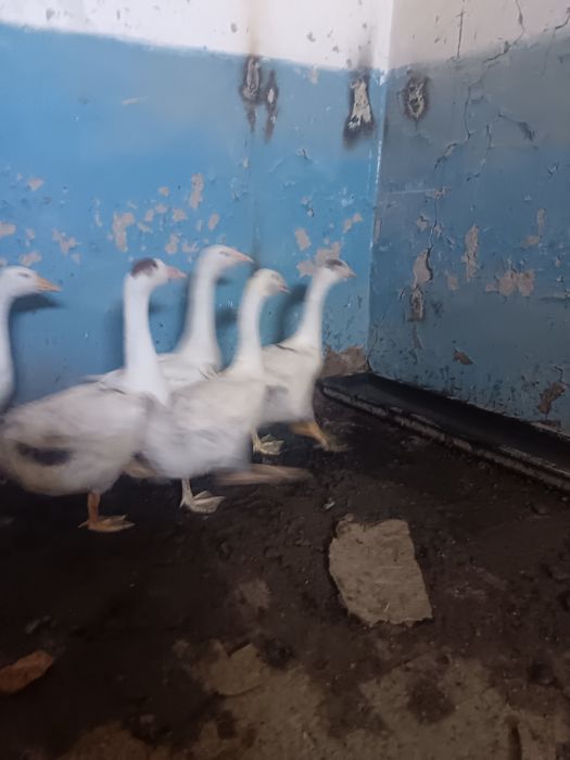 Қаз сатылады 4 айдан асты