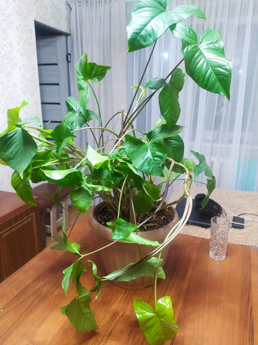 Комнатные цветы 3000