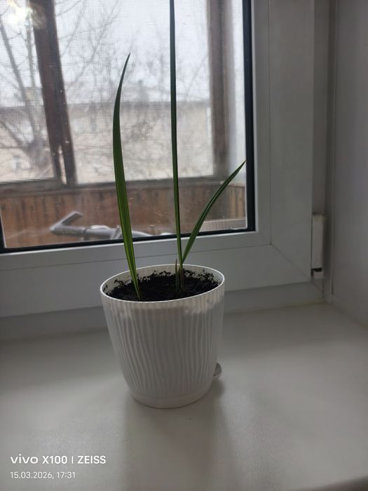 Продаю пальму...