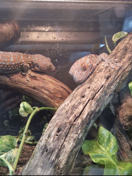 vand gecko, soparla, insecte, etc