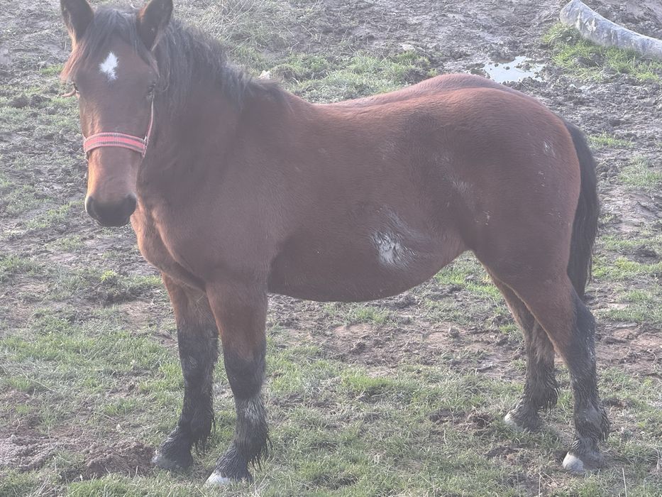 LA SCHIMB doi cârlani de un an!