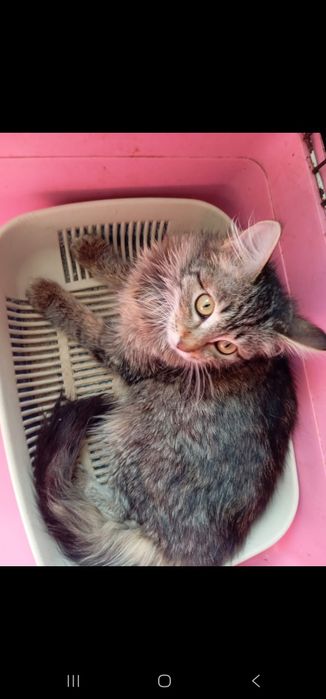 Котенок 4,5 месяца