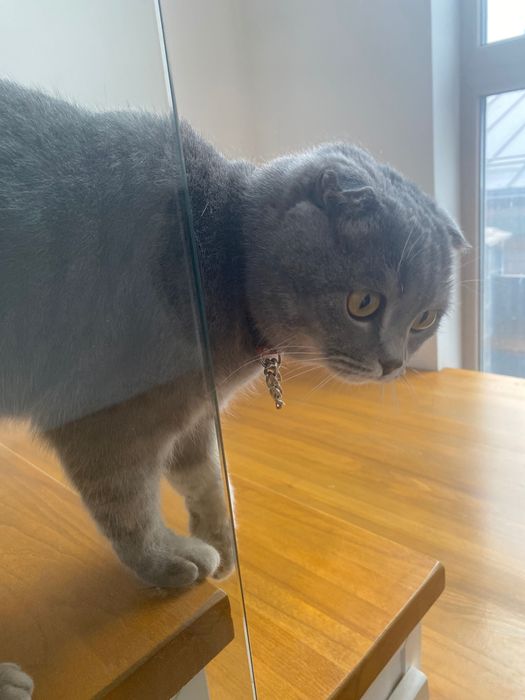 Шотландская вислоухая с документами