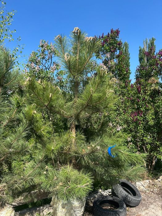 Сосна крымская 2,7-3метр