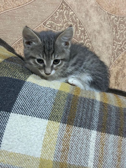 Котёнок девочка два месяца