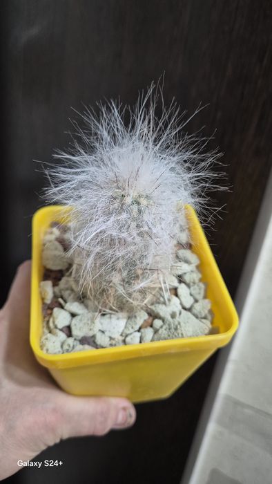 Кактусы домашние, три сорта